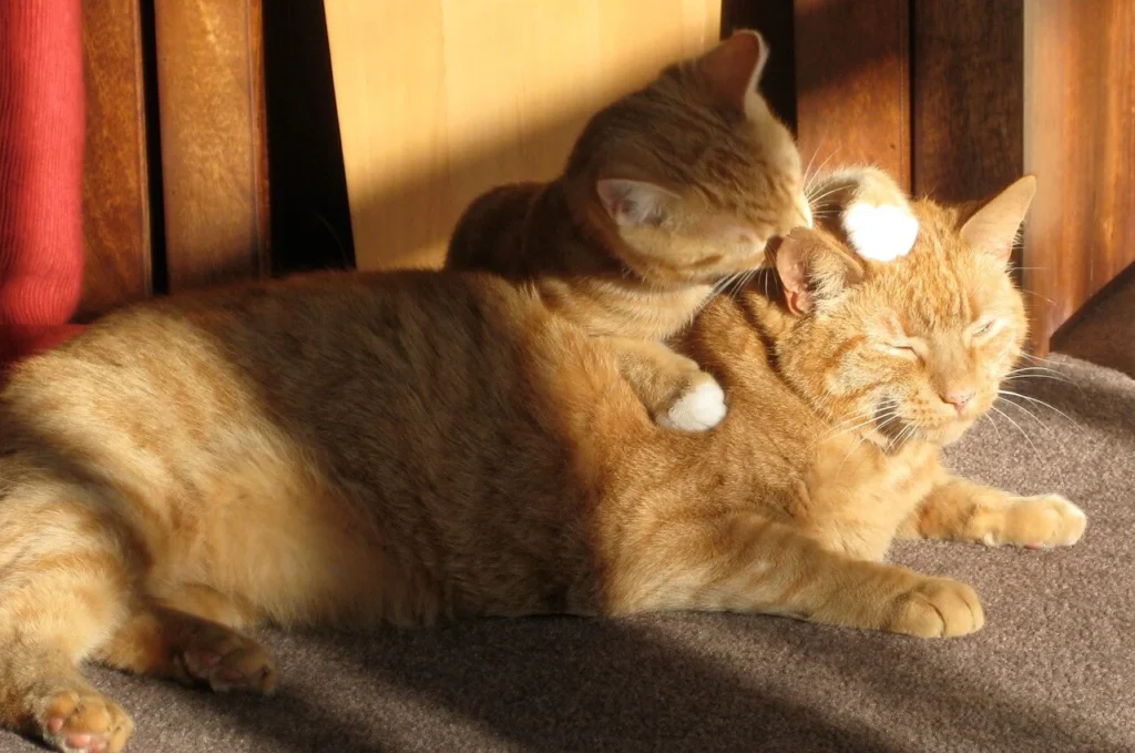 cats grooming why do cats bite each other while grooming