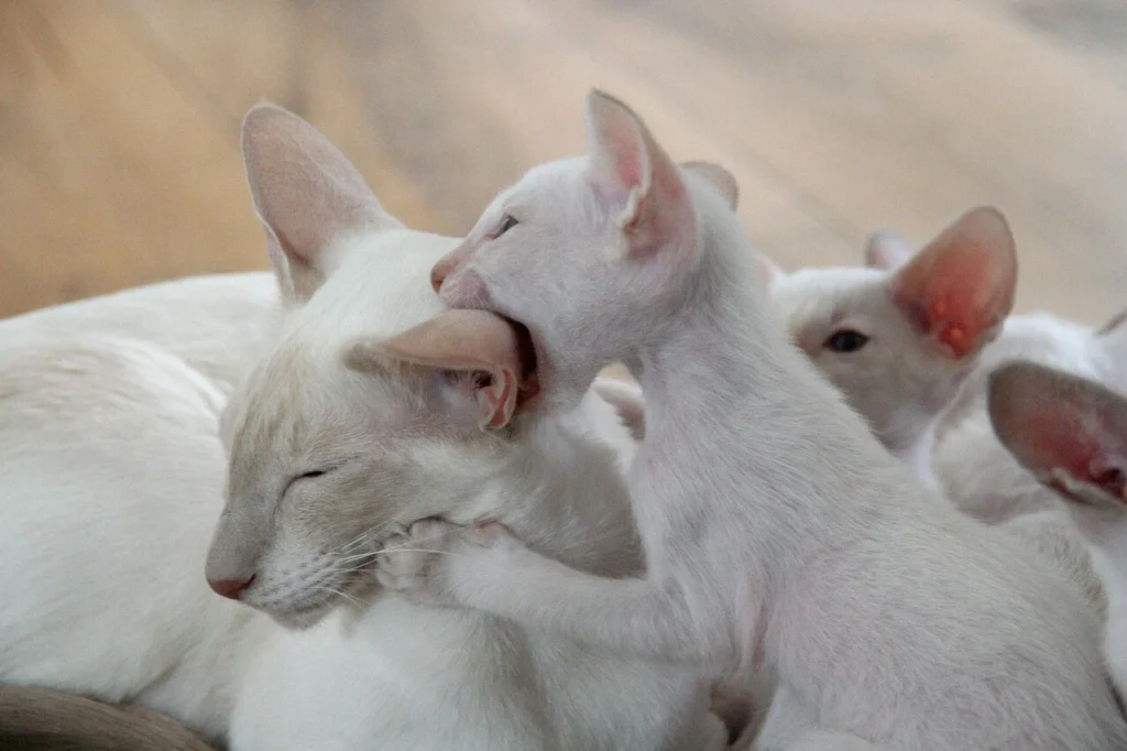 cats grooming why do cats bite each other while grooming