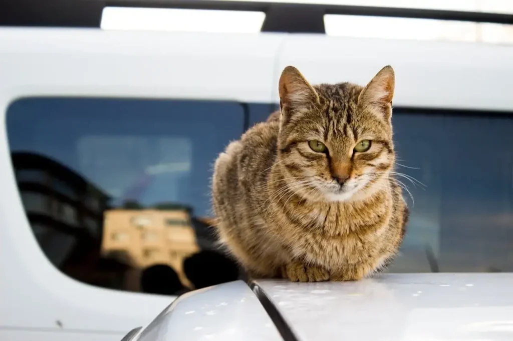 why is my cat panting in the car - stressed cat