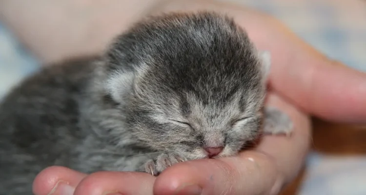 10 week old kitten