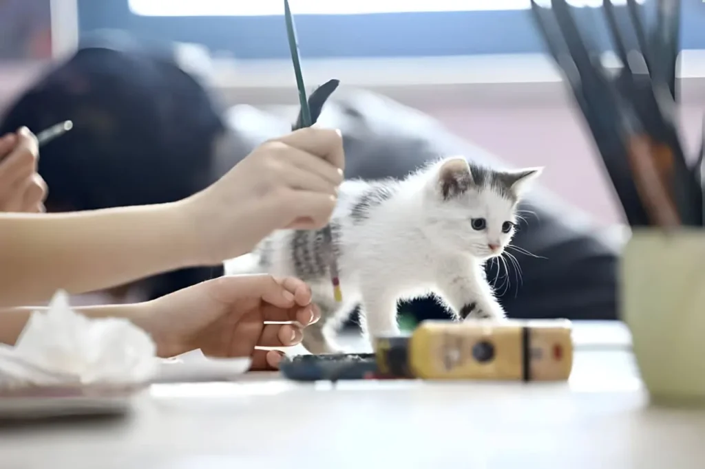 10 week old kitten - training a kitten