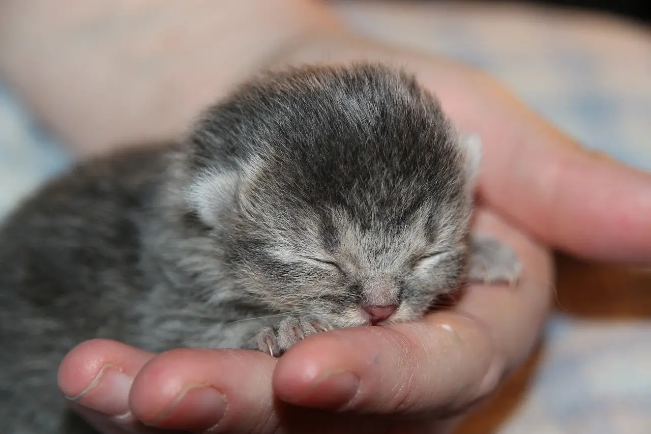 10 week old kitten