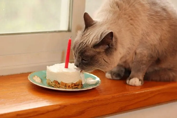 happy birthday cats - party cake ideas