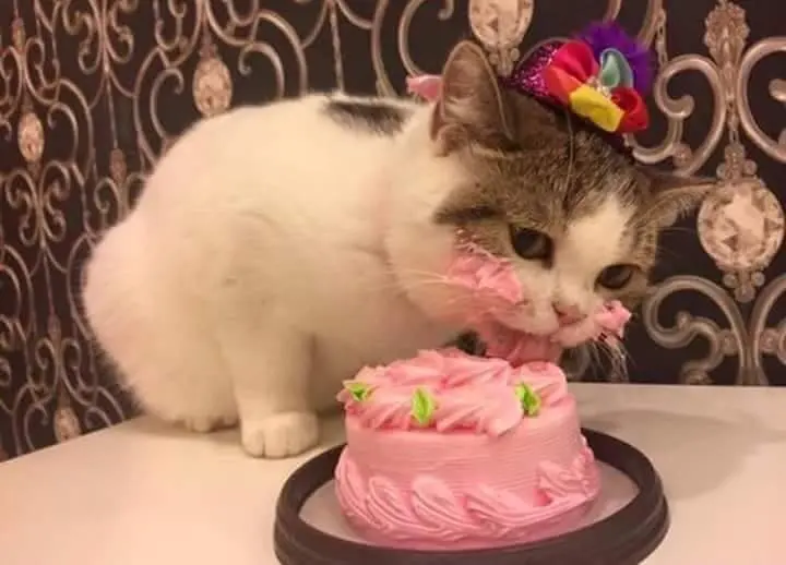 happy birthday kitten cake