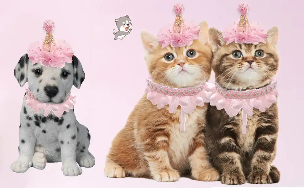 happy birthday kitten costume idea