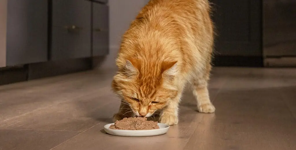 wellness kitten food - cat eating food