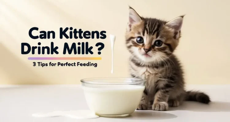 kittens drink milk