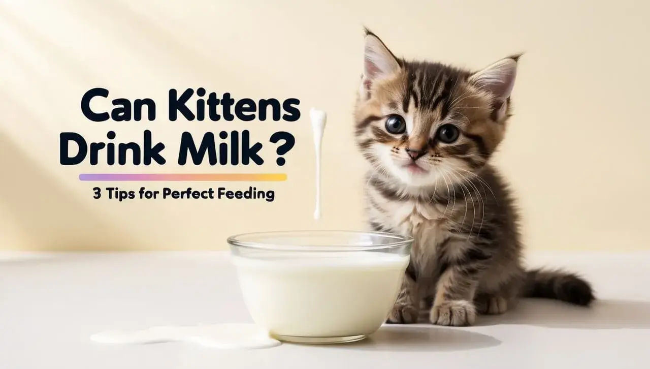 kittens drink milk